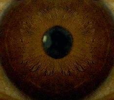 Normal Eye